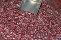 لوبیای سرخ کپسولی وطنی ۵ کیلویی